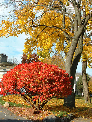 11-4-03-red-bush.jpg